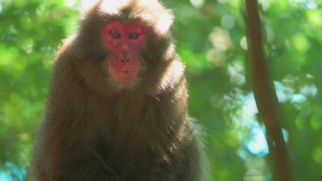 Japanese Macaque monkey on Yakushima island