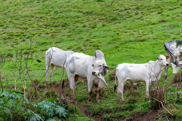 Obraz na płótnie Canvas Cows in a field. Selective focus.