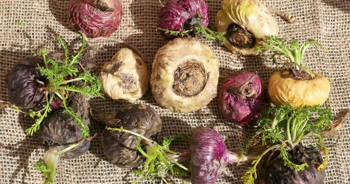 Fresh Maca roots or Peruvian ginseng (lat. Lepidium meyenii) (Selective focus, Focus on maca roots on the front)