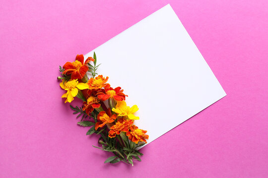 Blank card with beautiful marigold flowers on purple background