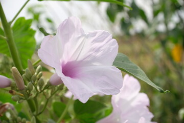 Ipomoea violacea is a perennial species of Ipomoea that occurs throughout the world with the exception of the European continent. It is most commonly called beach moonflower.