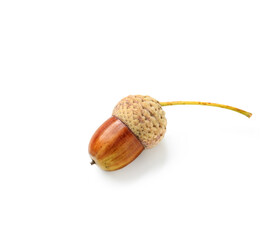 Brown oak acorn on white background © Pixel-Shot