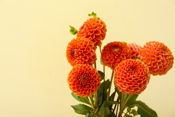 Bouquet of beautiful dahlias on color background, closeup