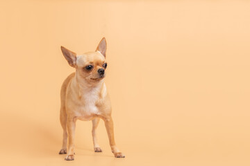 Female adorable brown chihuahua puppy standing on a pink background.