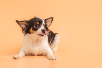 Cute male chihuahua puppy sticking tongue on a pink background.