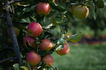 apples on tree