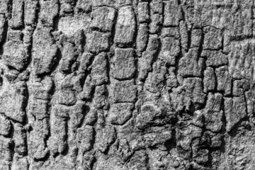 Close up of wooden grain