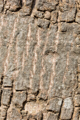 Close up of wooden grain