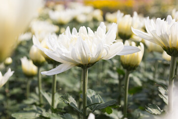 Beautiful white chrysanthemum flower background