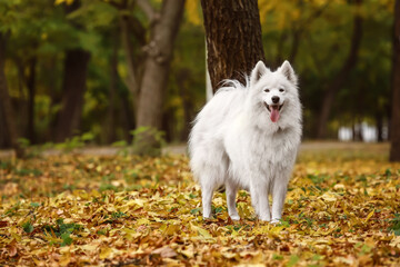 Fototapeta premium White Samoyed dog walking in autumn park