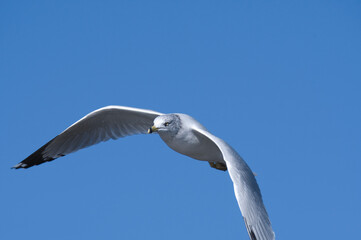 A closeup of a Ring-billed gull flying　in the sky.  Burnaby lake BC Canada

