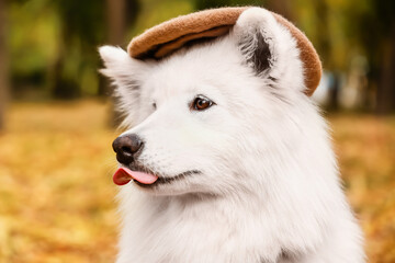 White Samoyed dog with beret in autumn park, closeup