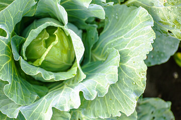 Cabbage head growing on vegetable bed in garden. Agriculture. Healthy and healthy food for humans.