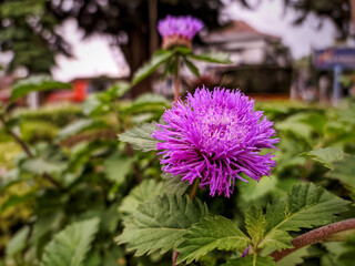 The Brazillian Button Flower (Centratherum intermedium) is a beautiful purple color against a blurred and delicate background