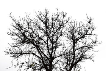 The crown of the tree. Black branches isolated on white background.