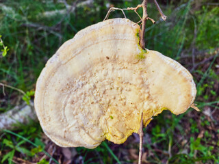 Vine through mushroom