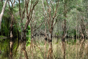 The ancient Mangrove forest with the reflect tranquil water at noon in Rayong province, Thailand.