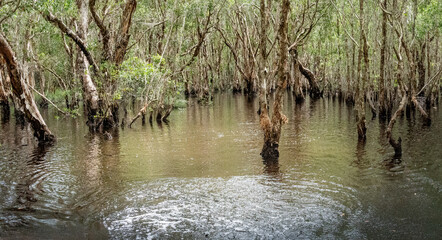 The ancient Mangrove forest with the reflect tranquil water at noon in Rayong province, Thailand.