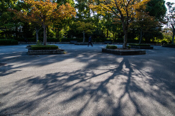 朝陽が射し込んで、色づいたケヤキの長い影ができた公園の風景