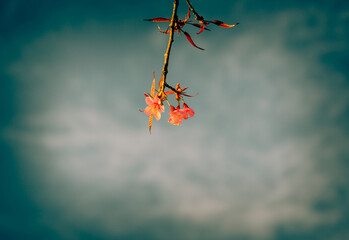 Pink soft sweet and vintage of  Sakura flowers background