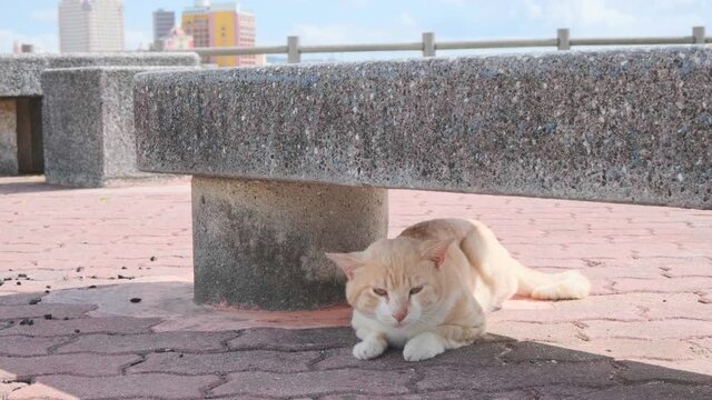 晴れた日にベンチの下で日向ぼっこをする猫