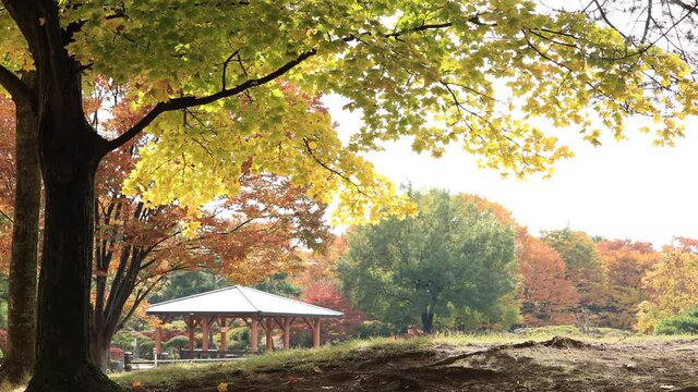 Ginkgo in autumn at park