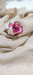Obraz na płótnie Canvas pink rose with fabric old flower