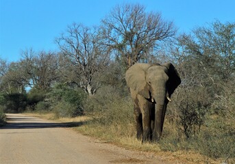 Fototapeta na wymiar An African elephant in Kruger National Park, South Africa