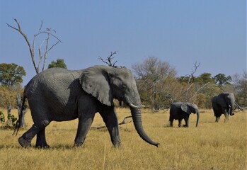 A herd of African elephants in Moremi Game Reserve, Botswana