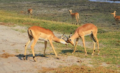 Two fighting impalas in Chobe National Park, Botswana