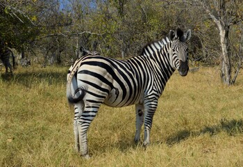A zebra in Moremi Game Reserve, Botswana