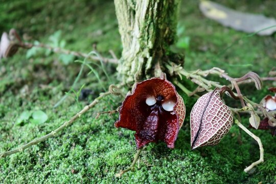Ornithogalum Thyrsoides Images Browse 9 Stock Photos Vectors And Video Adobe Stock Ornithogalum Thyrsoides Images Browse 9 Stock Photos Vectors And Video Adobe Stock