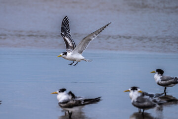 Fototapeta na wymiar Three Royal Terns in the ocean with one landing with wings out