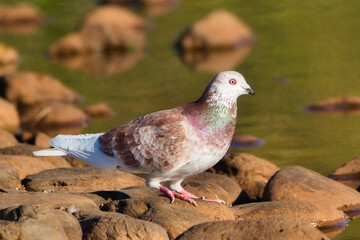 Obraz premium Rock pigeon standing on the stones next to a lake