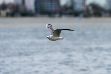 Silver gull flying low over the water with wings up