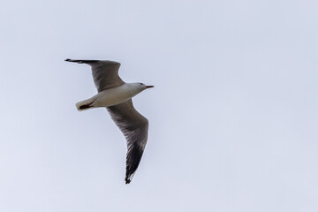 Silver gull flying overhead with wings spread