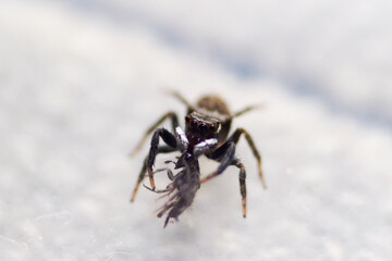 jumping spider