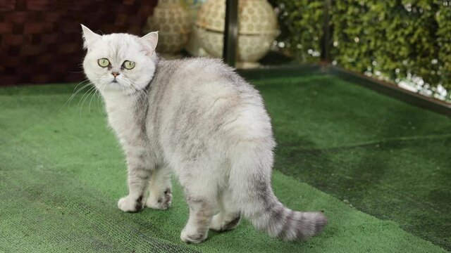 Chinchilla Persian Domestic Cat is relaxing in your garden.