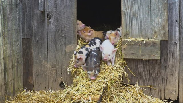 clumsy baby pigs walking out of barn