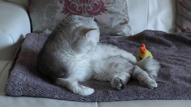 Chinchilla Persian Domestic Cat relaxing in their home.