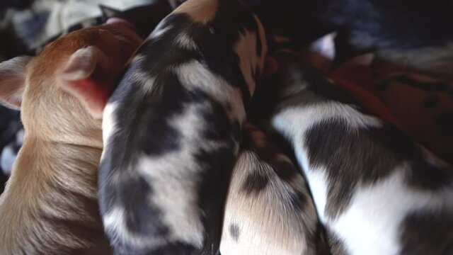 overhead shot of baby pigs nursing