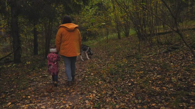 Walk through the woods with a dog
