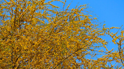 Golden blooms on a Texas Huisache tree in spring