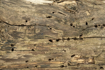 Close-up of trunk holed by a pest
