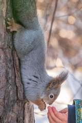 A little child in winter feeds a squirrel with a nut.