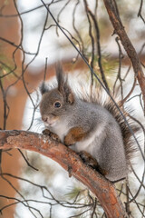 The squirrel sits on a branches in the winter or autumn