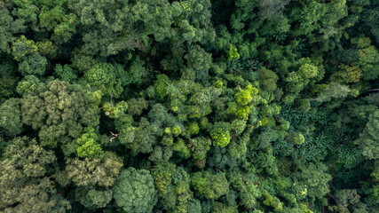 Naklejka premium Aerial view forest tree, Rainforest ecosystem and healthy environment concept and background, Texture of green tree forest view from above.