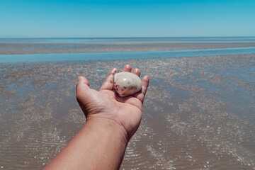 Large Sea Shells Are Commonly Found On The Shoreline Of East Kalimantan, Indonesia