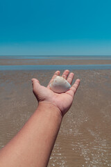 Large Sea Shells Are Commonly Found On The Shoreline Of East Kalimantan, Indonesia