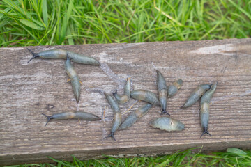 Slugs on a wet wooden board, wet sticky insects clams crawling on the tree
